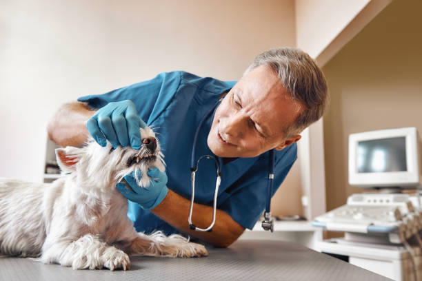 Best Emergency Root Canal Treatment in Shinnston, WV